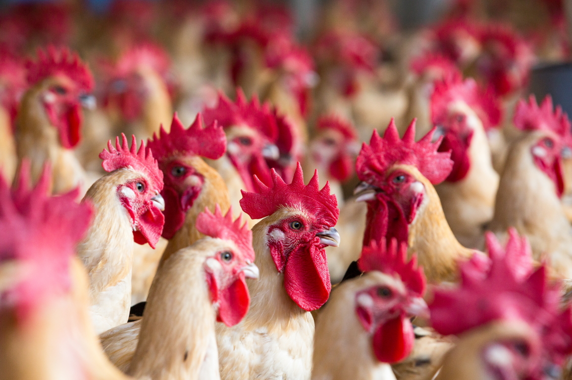 網路流傳，雞翅膀與雞脖子是雞隻施打荷爾蒙或生長激素的部位，女性應盡量少吃，避免患上子宮肌瘤或巧克力囊腫。