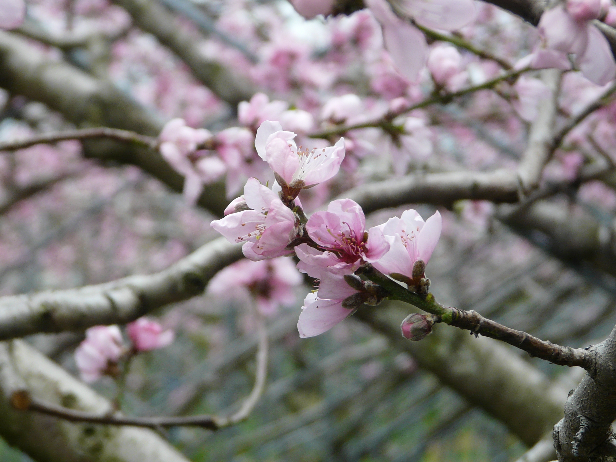 每年春天「梅峰有囍—春之饗宴」，粉嫩桃花綻放是許多遊客期待的美景。