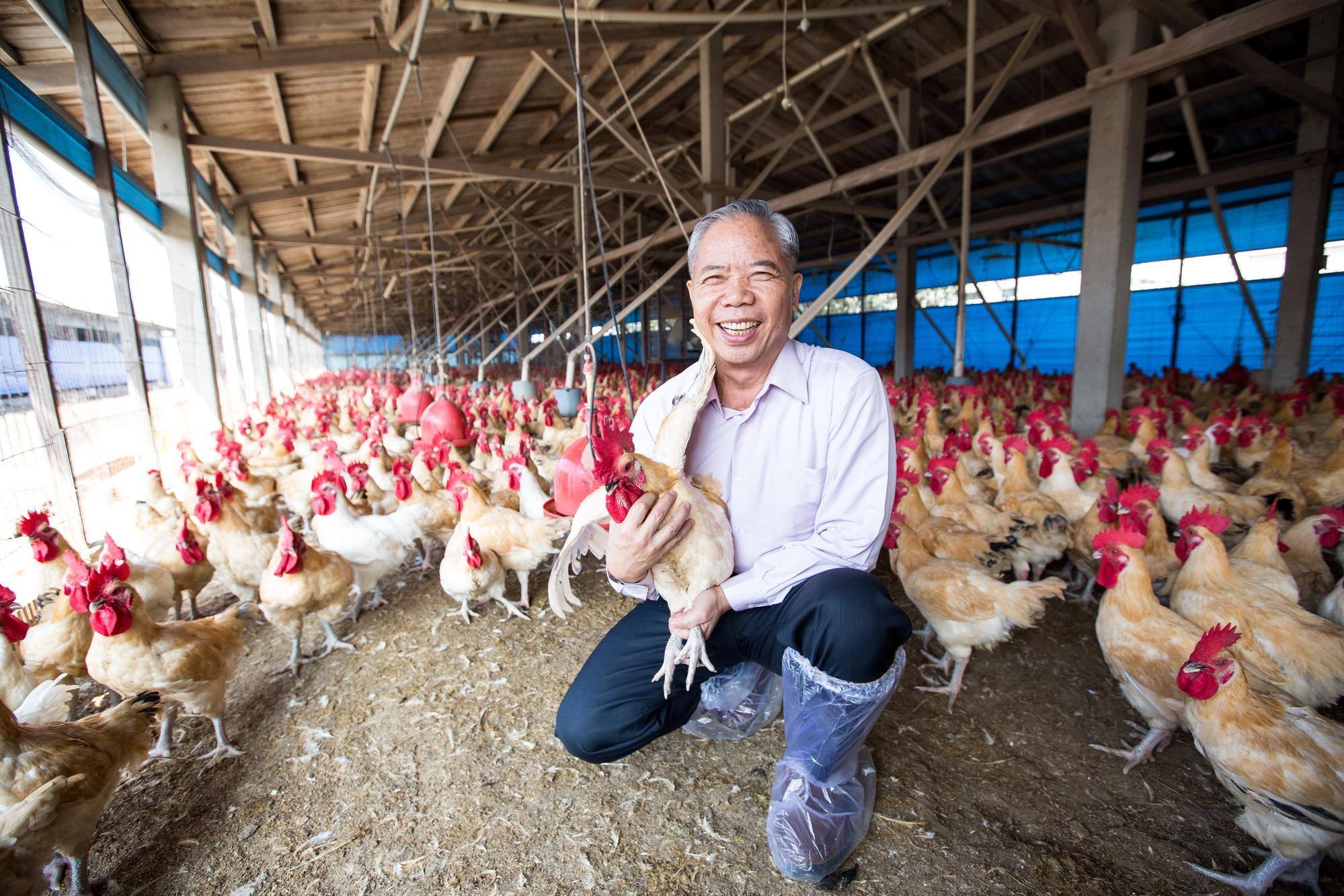 養雞近40年，凱馨實業董事長鄧進得抱雞像在抱小孩，與雞互動是他最放鬆的時刻。