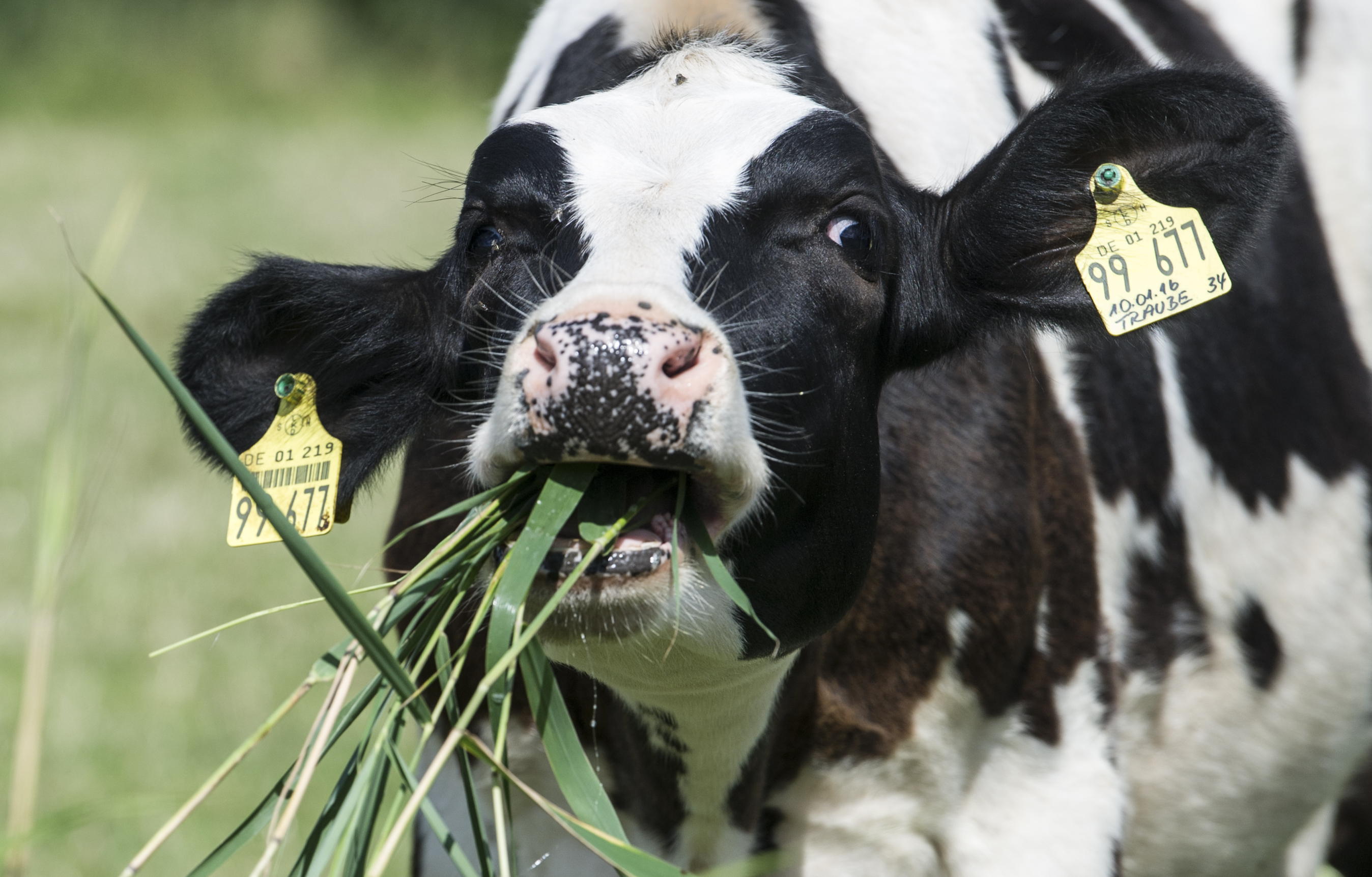 牛吃得草好不好，攸關地球暖化和氣候變遷。（東方IC）