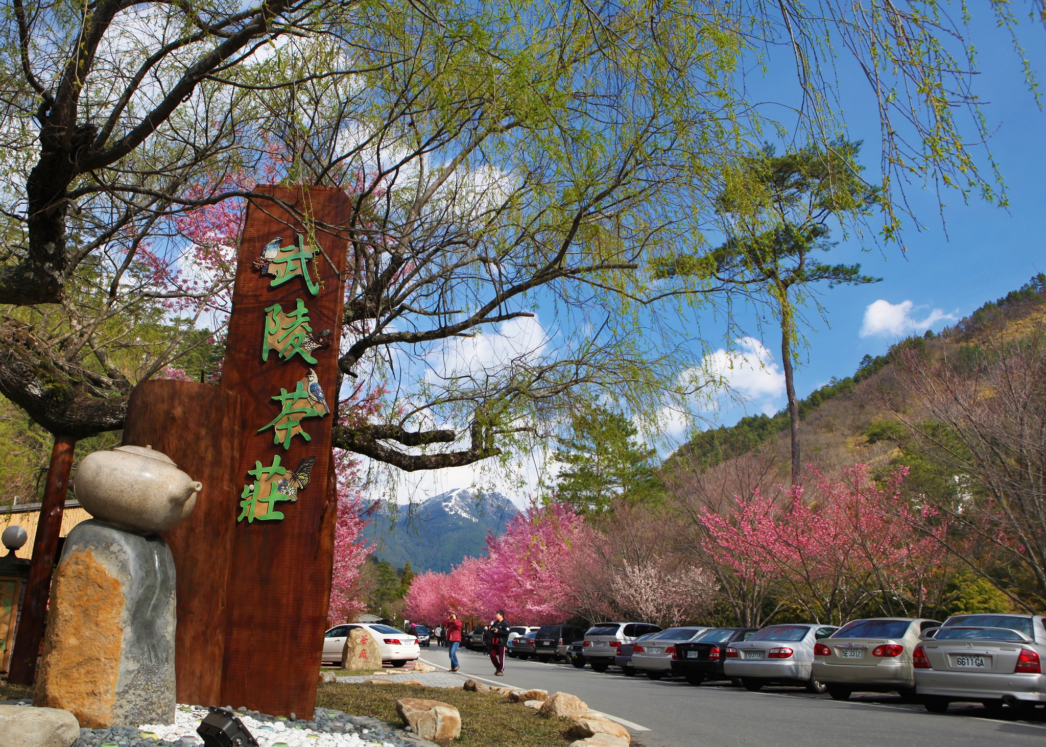 觀光局宣布從台北出發的武陵農場一日遊行程全數下架，必須改為替換駕駛或多元交通工具才能再開團。（公路總局提供）