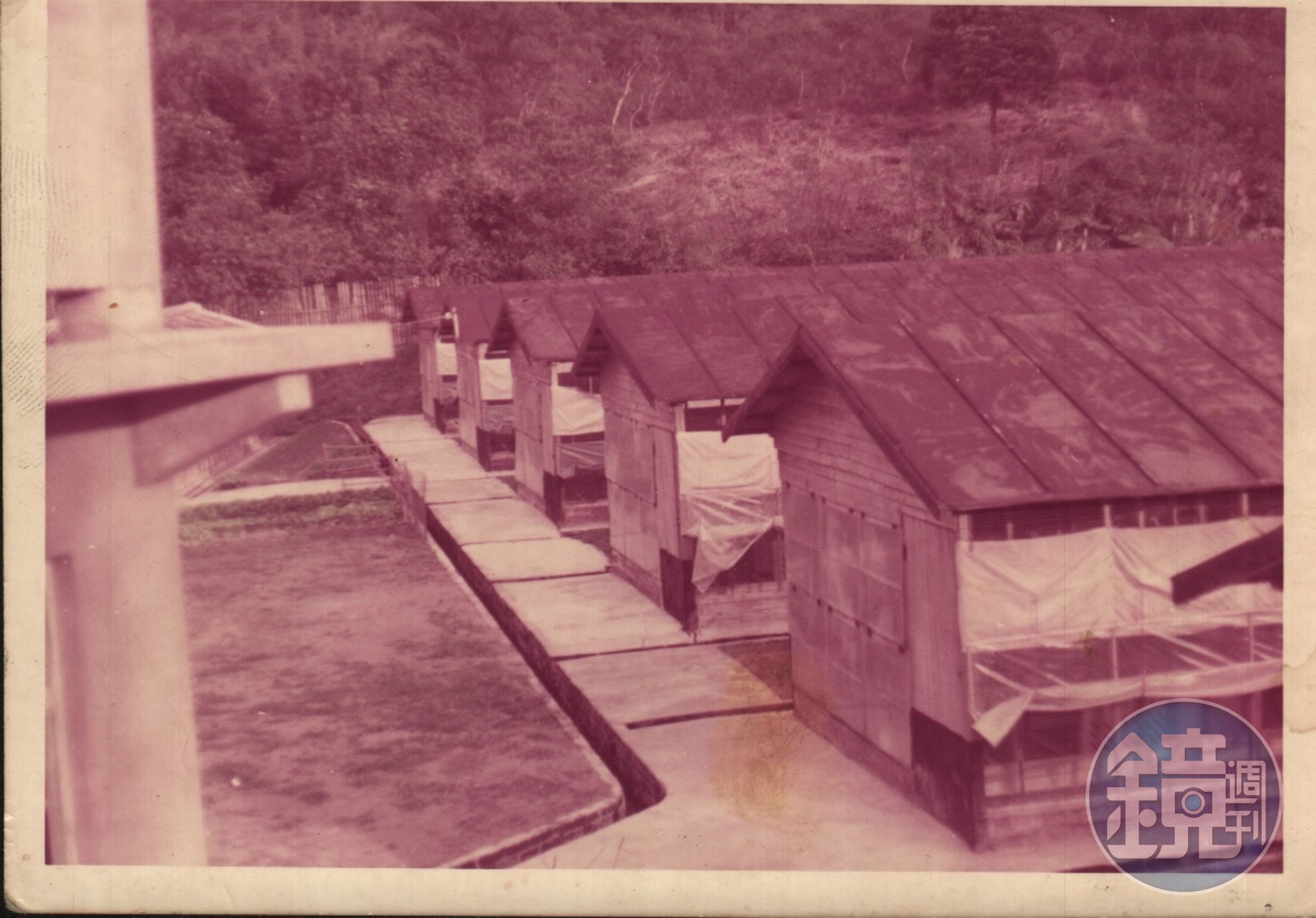 1979年，在謝錦達的建議下，鄧進得決定自行創業，成立旭泰畜牧場。（凱馨提供）