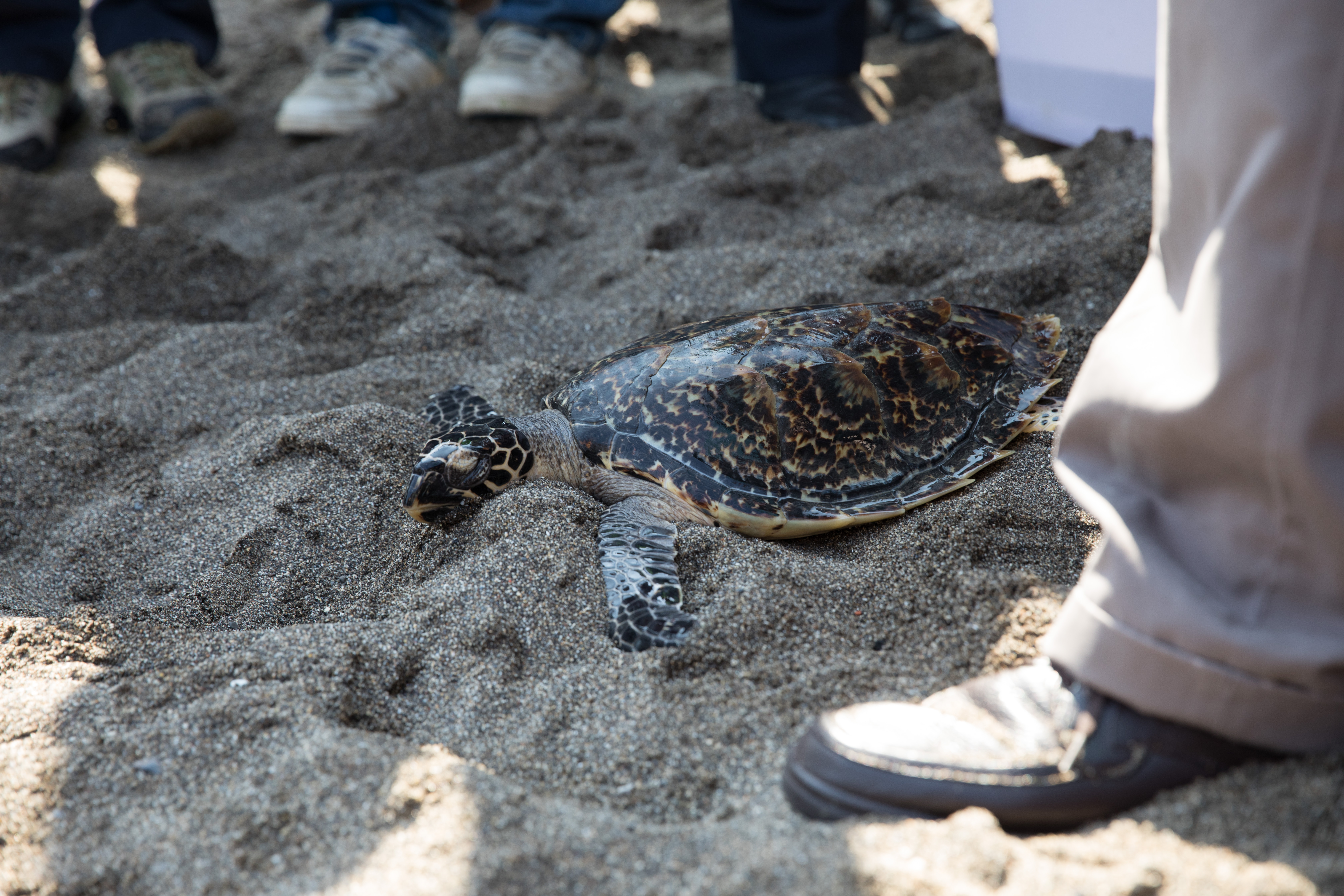 程一駿把HOLA抱到沙灘上，目送他回歸大海懷抱。