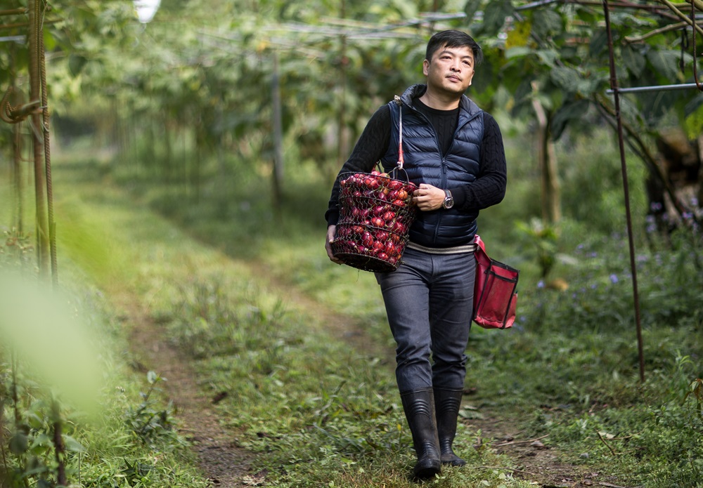 曾經入獄10年，莊明諺出獄後接手父親的果園，20公頃農地全種樹番茄，色澤之鮮紅被他形容為「紅寶石」，也為他賺進80萬元月營收。