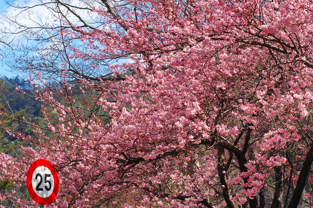 每年台灣櫻花季最讓人期待的，便是武陵農場的櫻花。