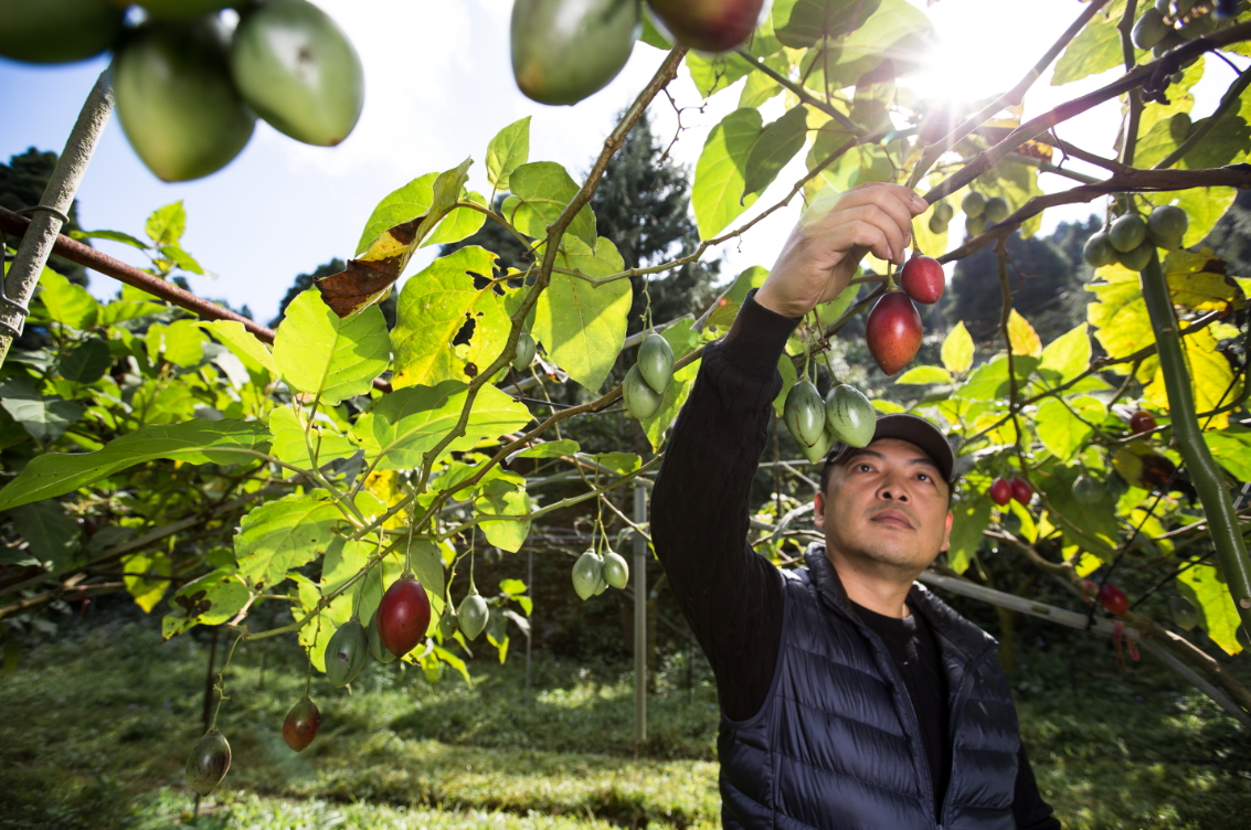 「春霖山園」老闆莊明諺認為，自產自銷的路雖難走，但打造自有品牌才是跳脫盤商剝削的方法。