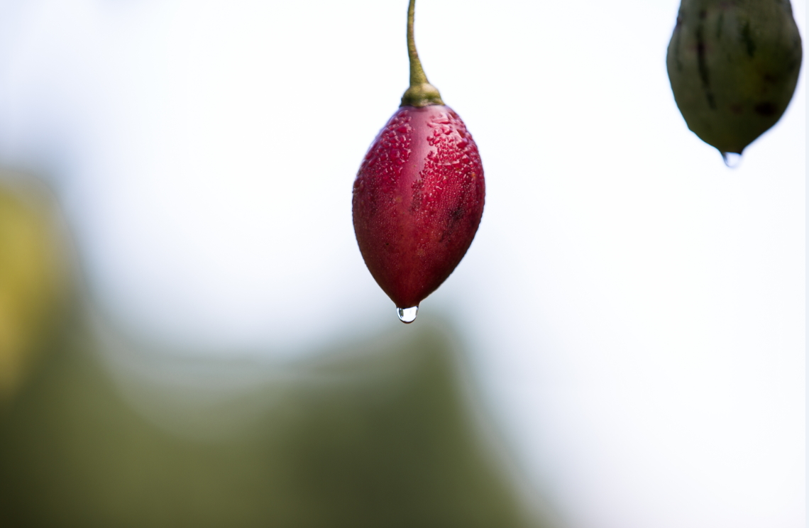 樹番茄色澤之鮮紅，被「春霖山園」老闆莊明諺形容為「紅寶石」。