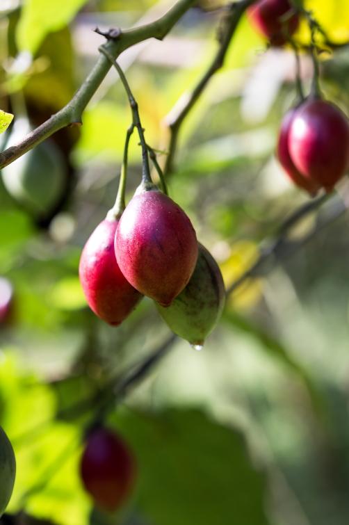 色澤艷紅的樹番茄,被莊明諺形容為「紅寶石」。