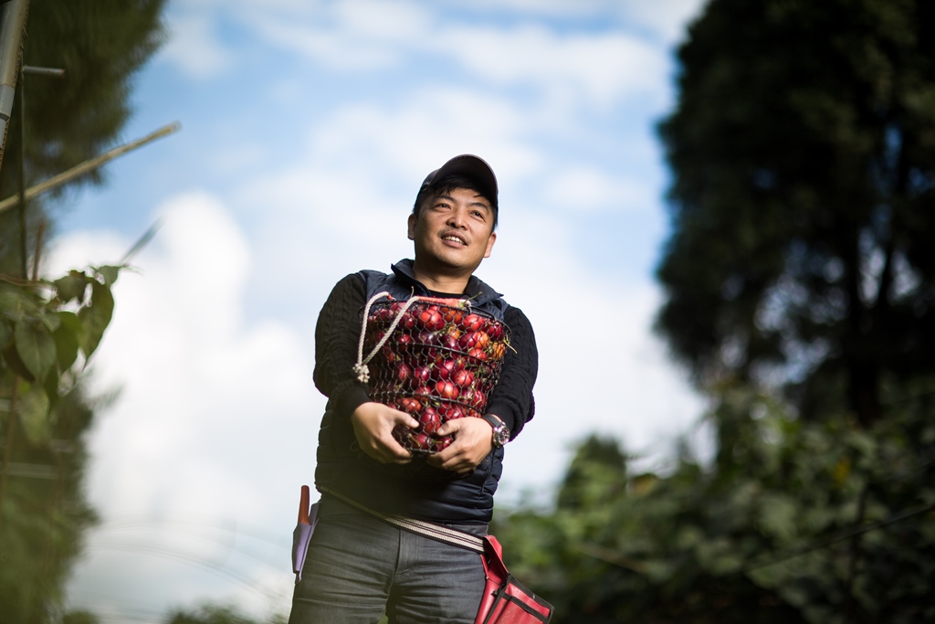 樹番茄色澤鮮紅，「春霖山園」老闆莊明諺形容它為「紅寶石」。