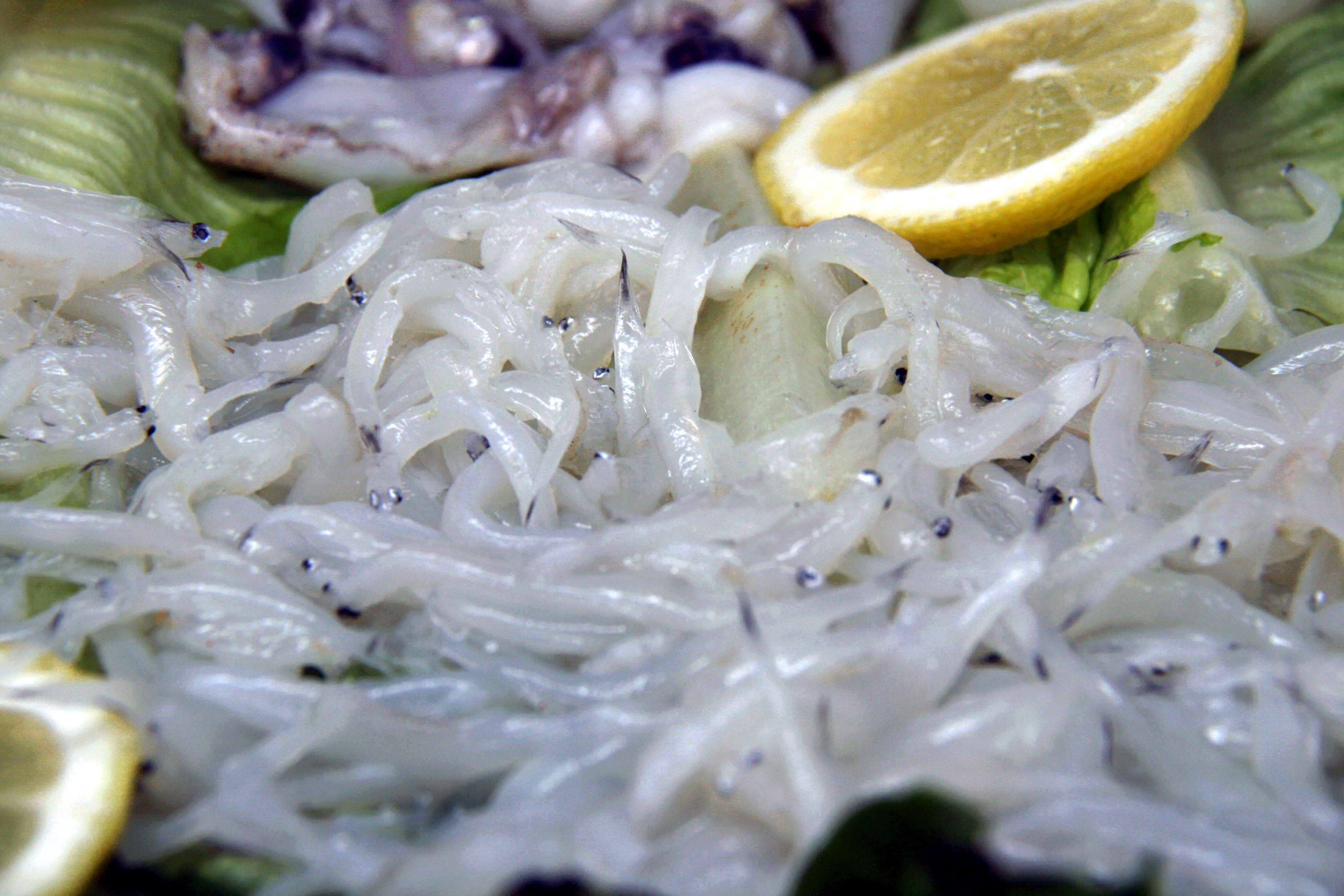 為維護海洋生態，是否該禁捕魩仔魚，社會上有各種輿論。（翻攝自維基百科）