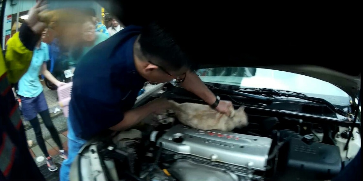 動物醫生憑藉專業，成功救出受困於轎車引擎內的貓咪。