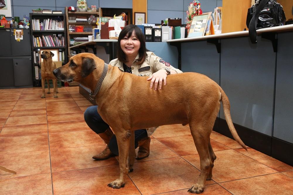 Amy把三隻認養來的大狗，養在冒煙的喬高雄總部內，她說：「大狗不比小狗，牠們被認養率極低，所以專挑大狗來養。」
