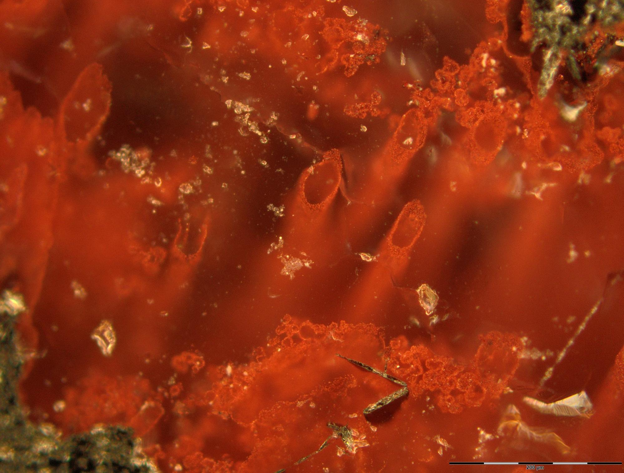 圖中管狀結構可能是地球最古老微生物化石。(取自flickr網頁UCL News)