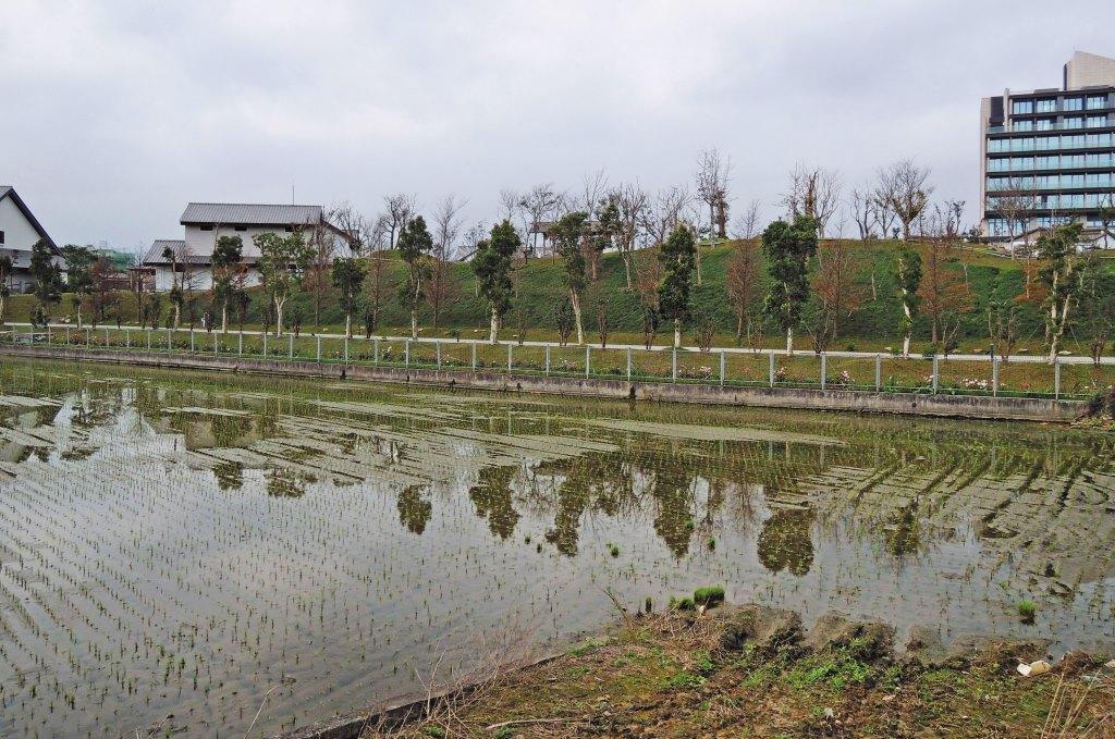 綠舞園區將保育地填土造景成為小山丘,遭附近農民指控導致排水流入鄰地,造成無法耕作。