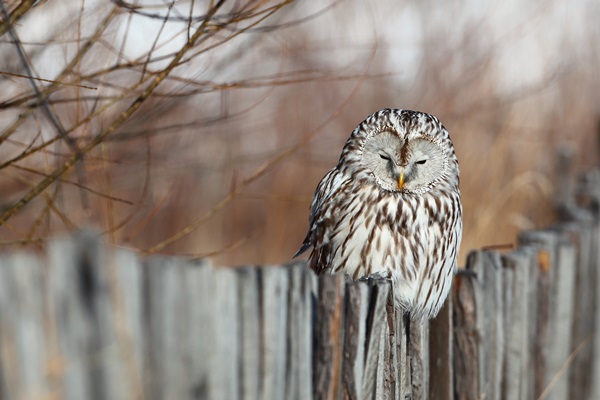 長尾林鴞，若無其事地站在籬笆上曬太陽。