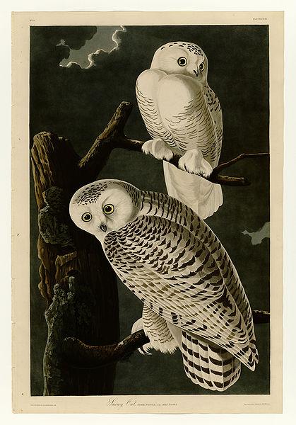 雪鴞。(John James Audubon,《Birds of America》)