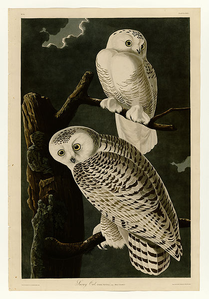 雪鴞。(John James Audubon,《Birds of America》)