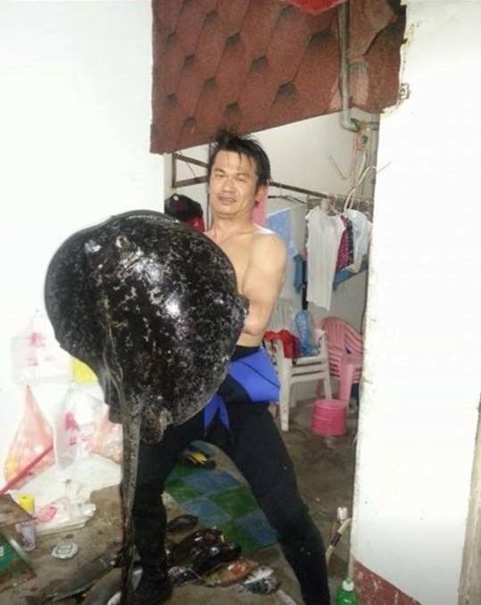 陳明憲去年5月將大卸八塊的魚屍拍照貼網炫耀。