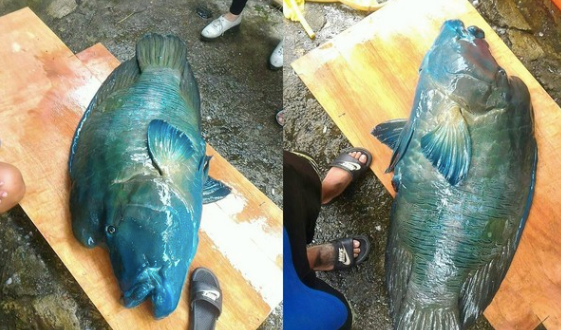 陳明憲射殺的龍王鯛魚屍。