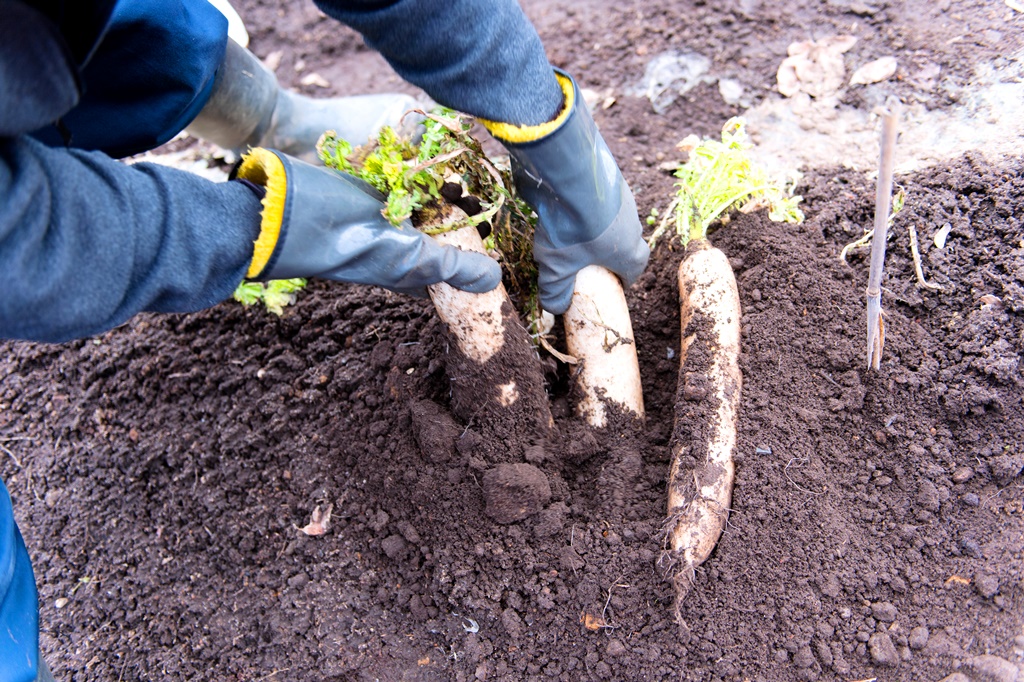 來去日本鄉下住一晚，節氣旅行有地氣，有溫暖。