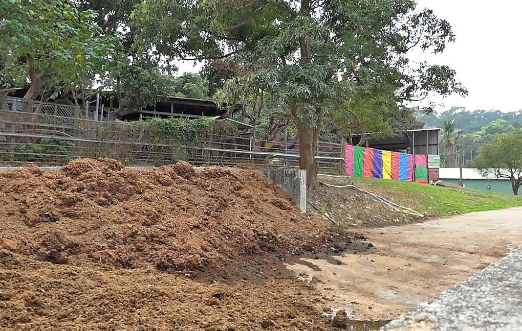 堆積超過一公尺的牛糞，一遇下雨天，就會沿著山坡地，流到馬路上。
