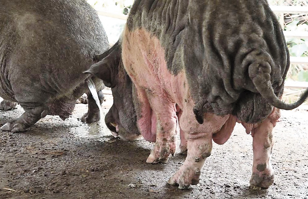豬舍飲水設備不足，造成豬隻飲用同類尿水。