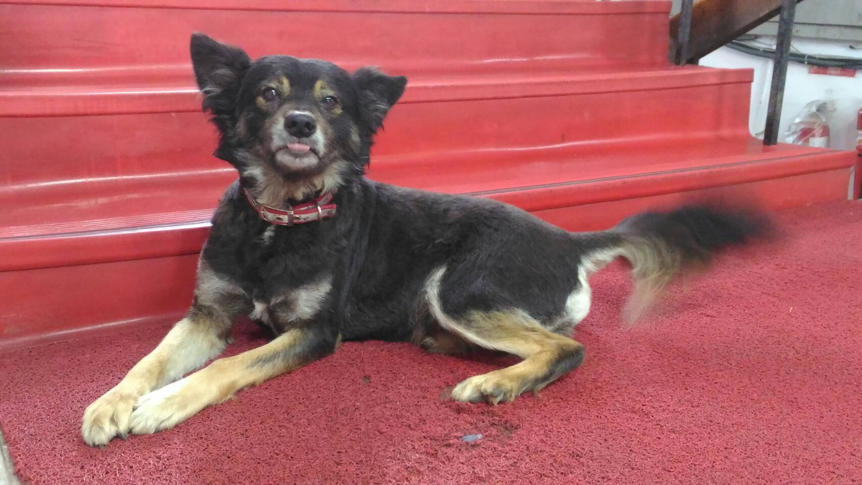 小黑每天駐守淡水分局，收服每個人的心。