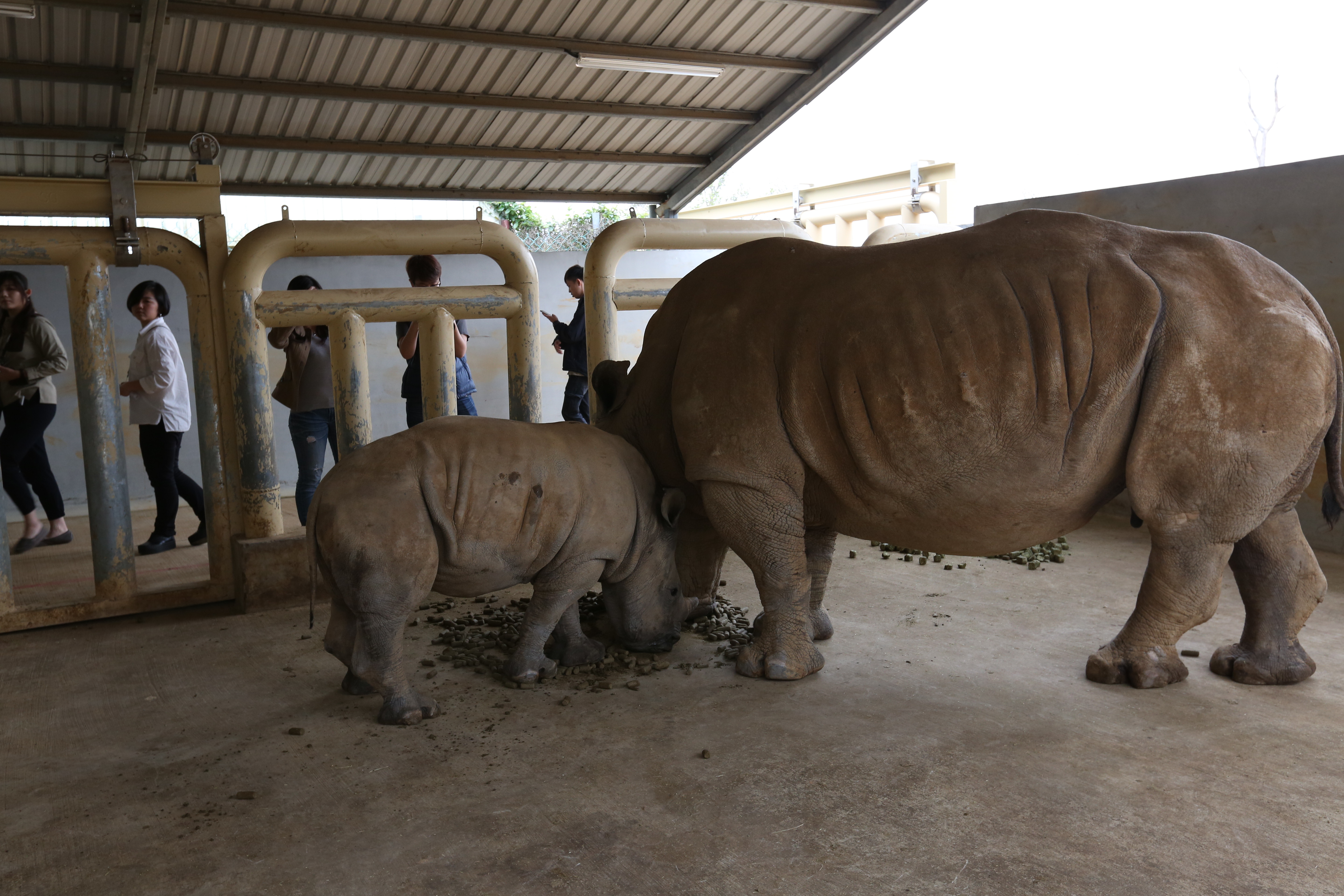 關西「六福莊」擁有全亞洲最多的南非白犀牛，共18隻。