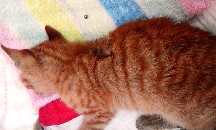 小橘貓個性溫馴，卻被歹徒射擊慘死。