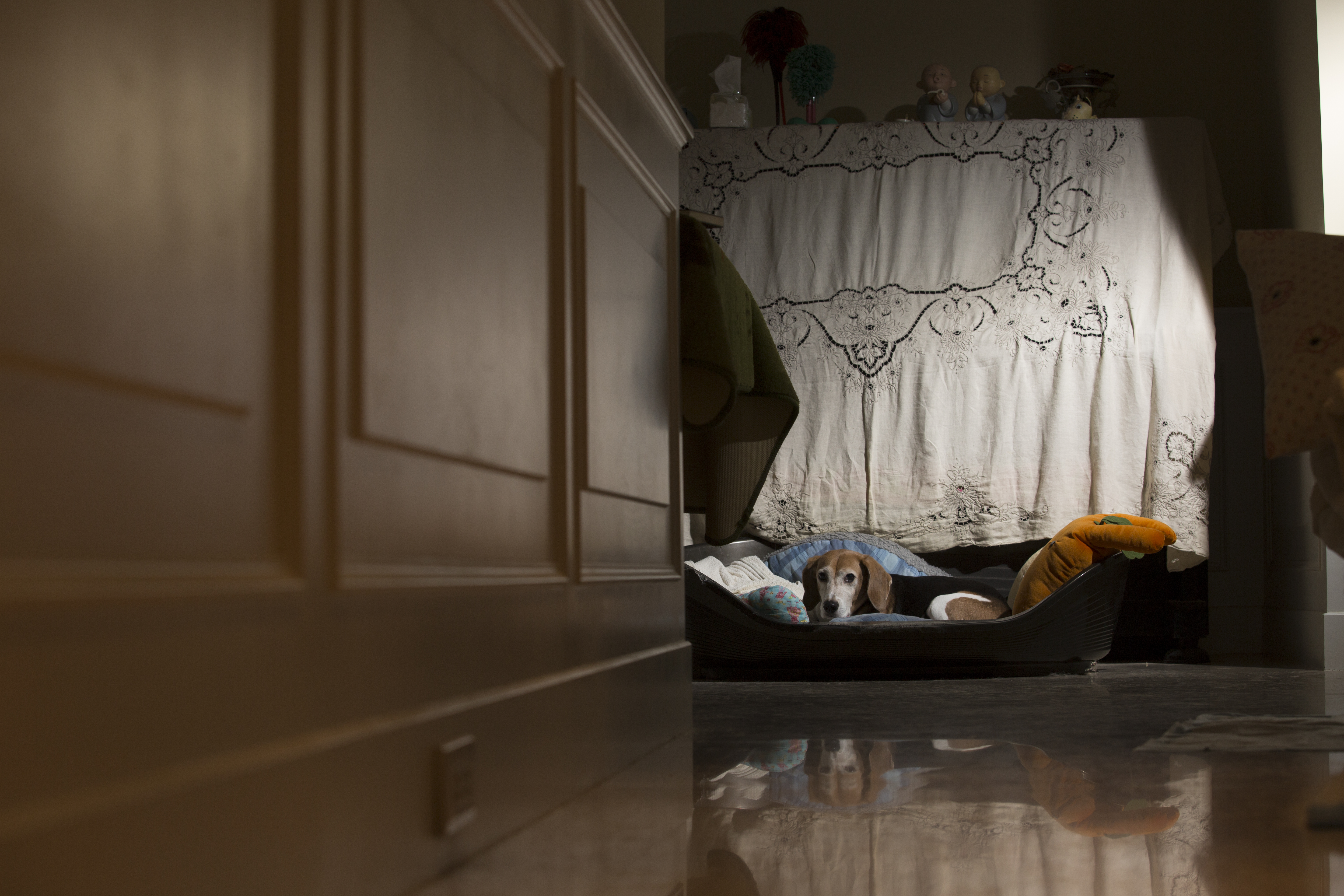 實驗犬即使離開實驗室的牢籠，行為也敏感異常，未必能享受愜意的生活。