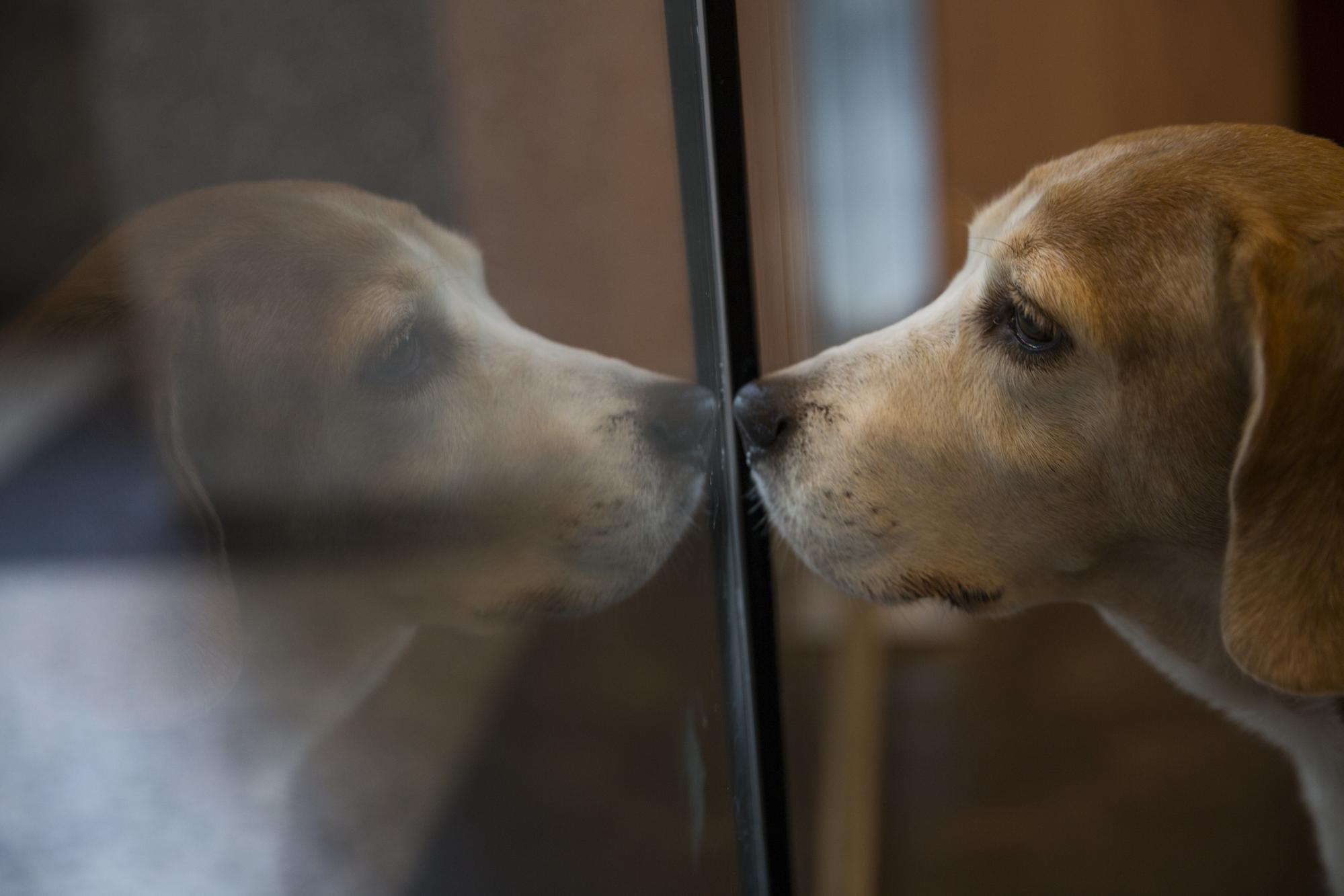實驗動物在結束漫長實驗後,有了認養人的愛與溫暖。圖為實驗犬可樂。