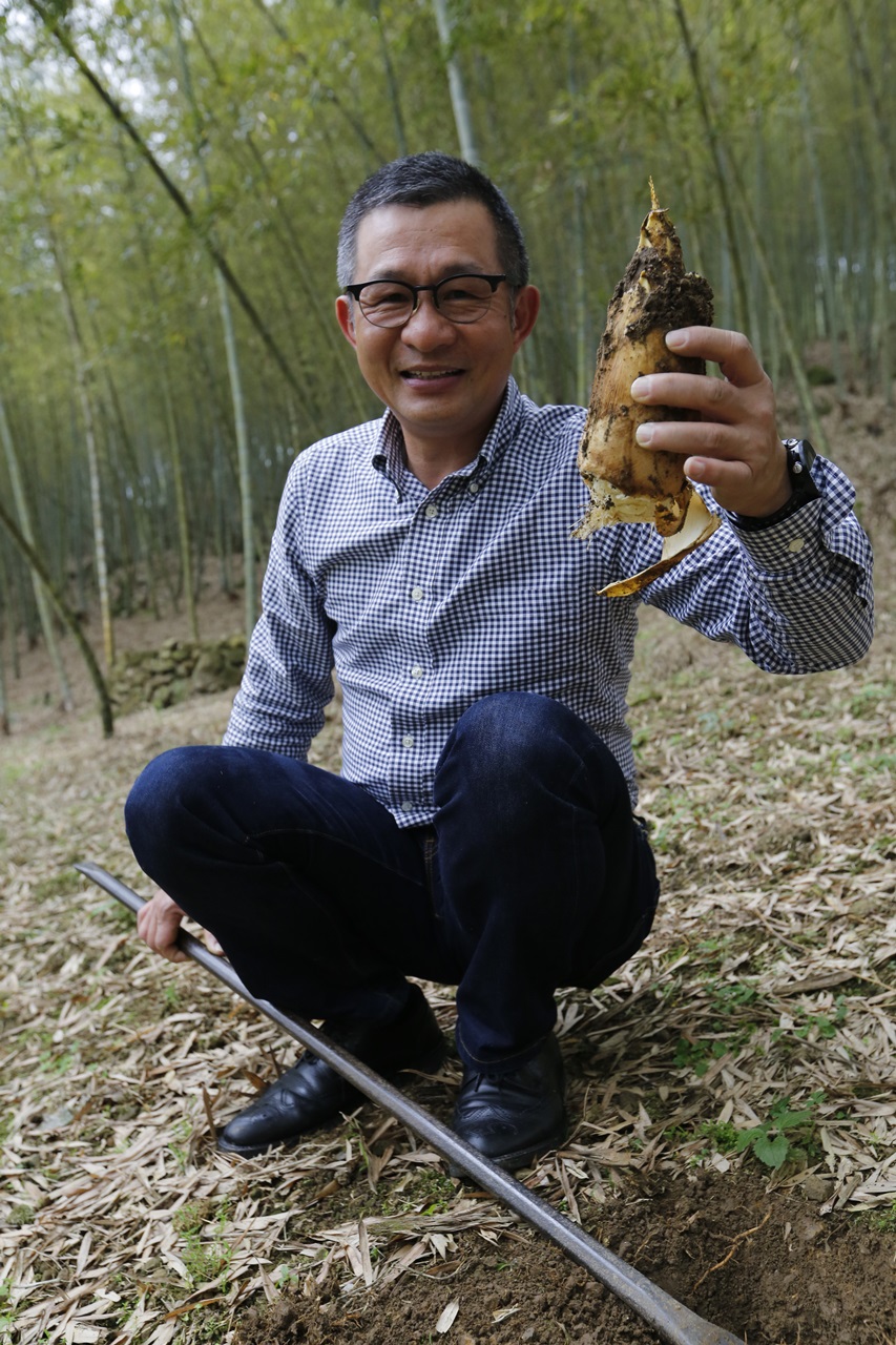 林俊賢從小在竹林玩耍長大，興奮挖出孟宗筍。