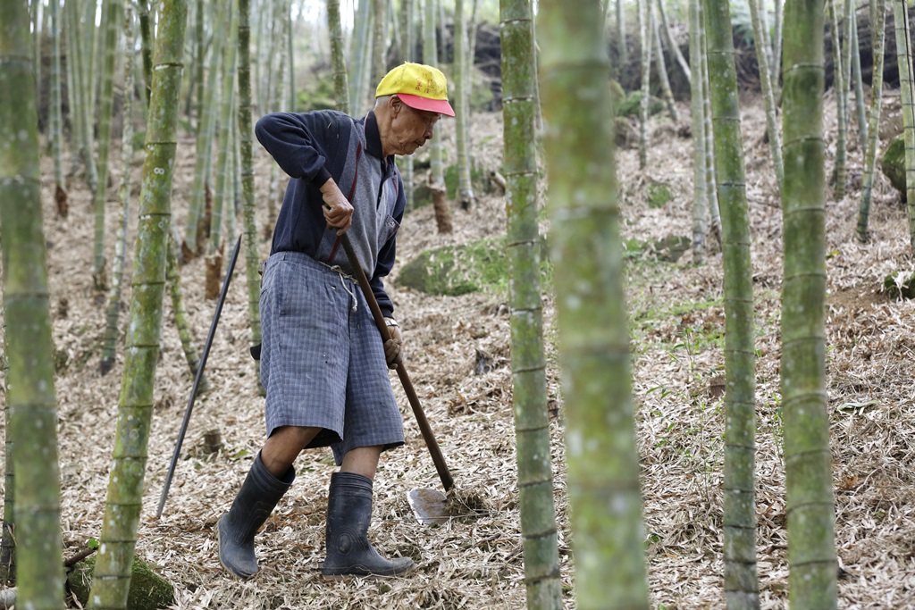 孟宗竹多生長在陡坡上，林赤科用鋤頭挖掘春筍。