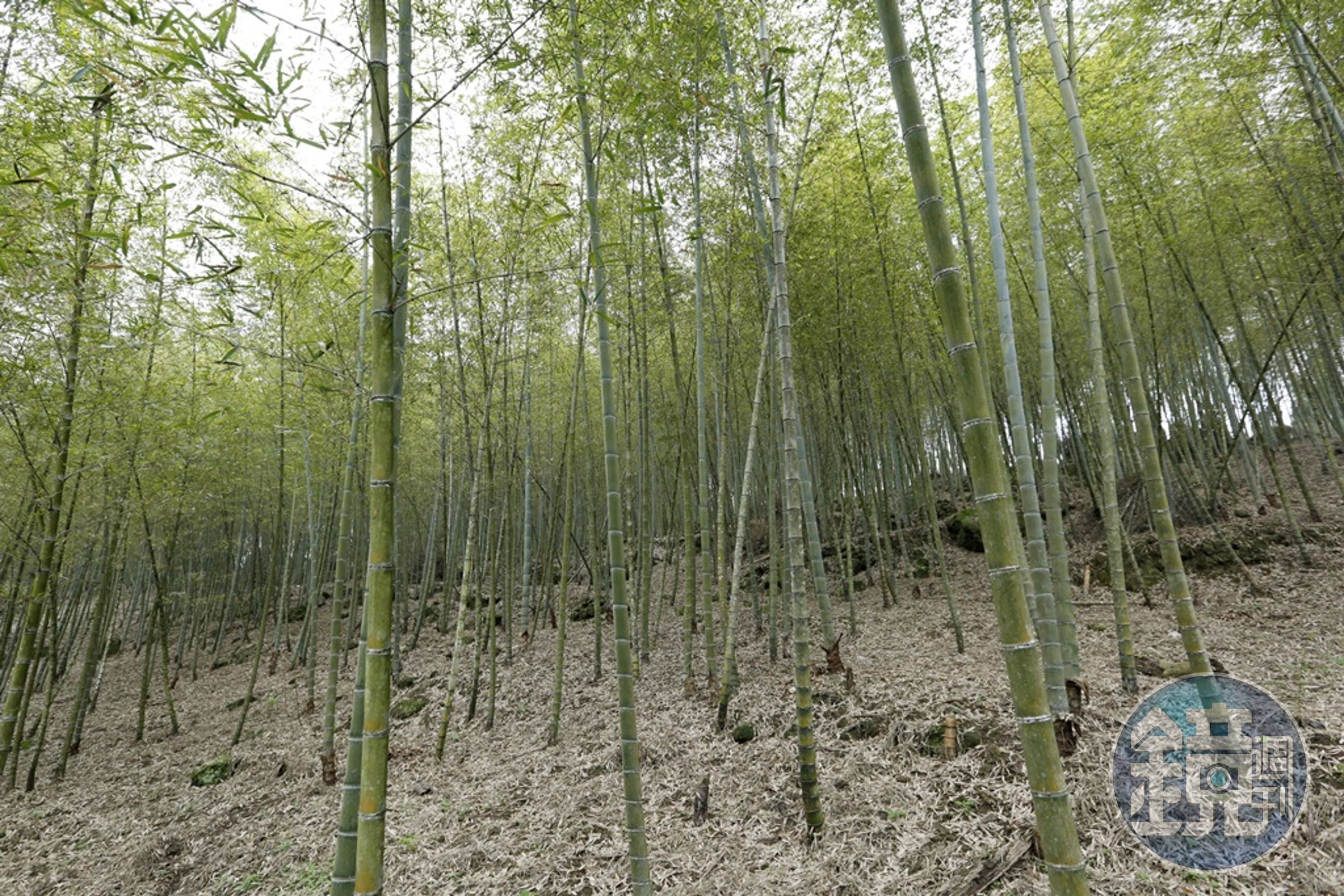林赤科老家的孟宗竹林綠蔭環繞，距離竹山鎮車程約40分鐘。