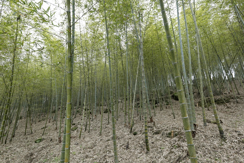 林赤科老家的孟宗竹林綠蔭環繞，距離竹山鎮車程約40分鐘。