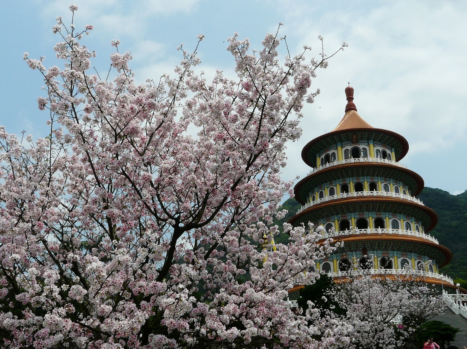 讓櫻花迷等了許久的天元宮吉野櫻已滿開。