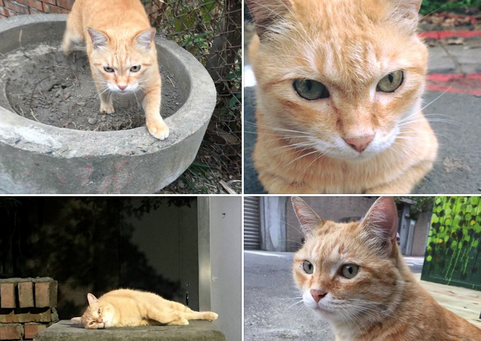 《動保法》修正草案今日三讀通過，當初報案的法國籍愛媽則在臉書po文悼念「大橘子！你在天上看到了嗎？」