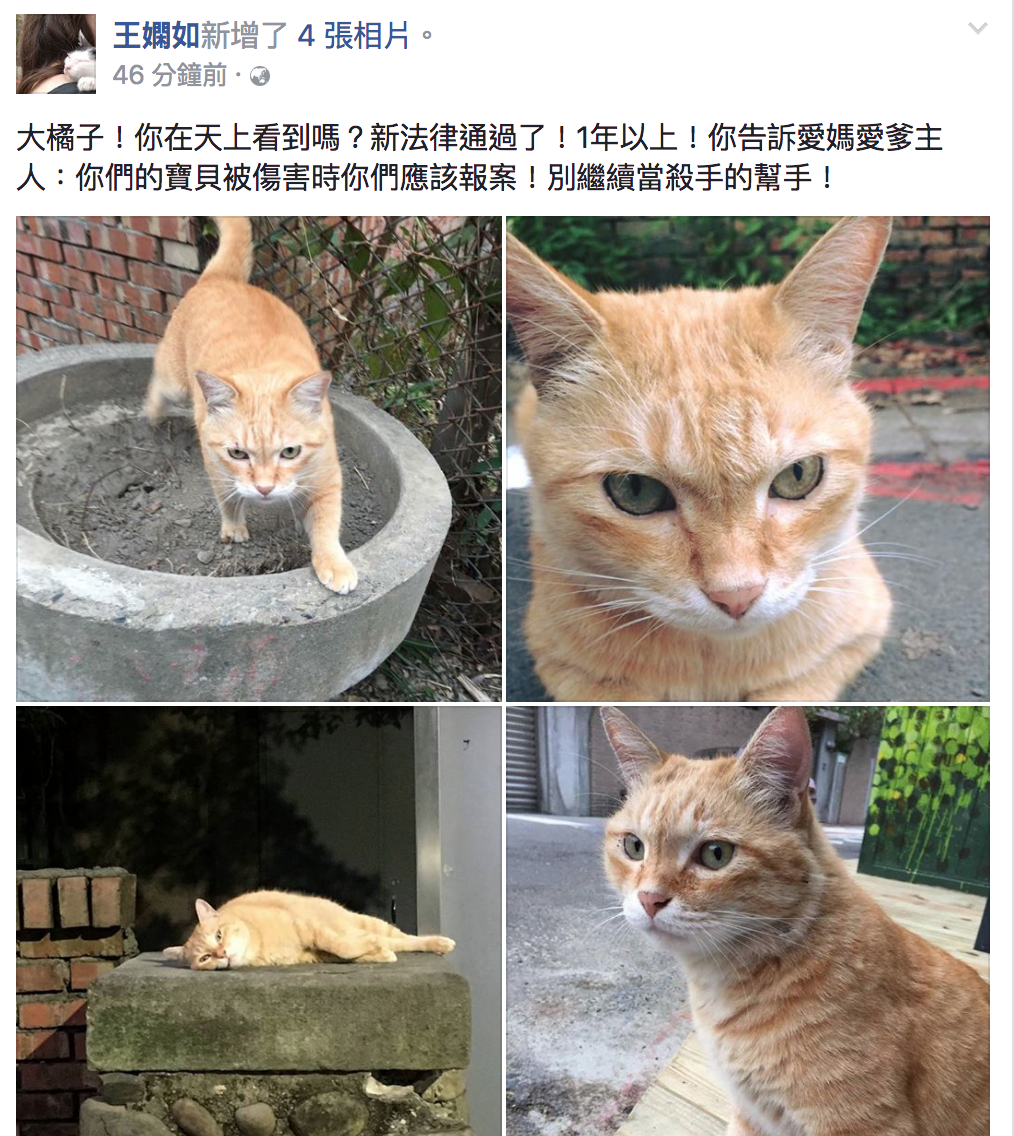 《動保法》修正草案今日三讀通過,當初報案的法國籍愛媽則在臉書po文悼念「大橘子!你在天上看到了嗎?」