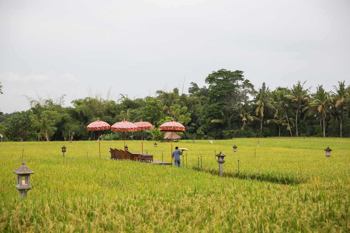 整間飯店占地極廣，周圍全是稻田。
