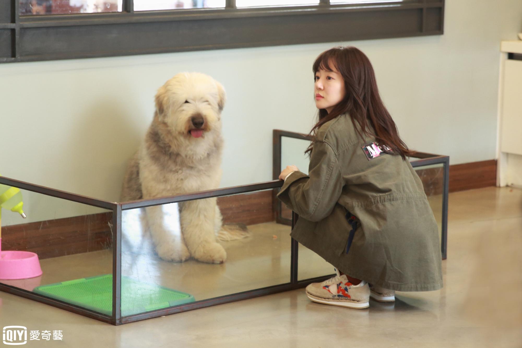 在戲中牽起男女主角紅線的英國牧羊犬，搏得觀眾喜愛，連官網都特別介紹牠。