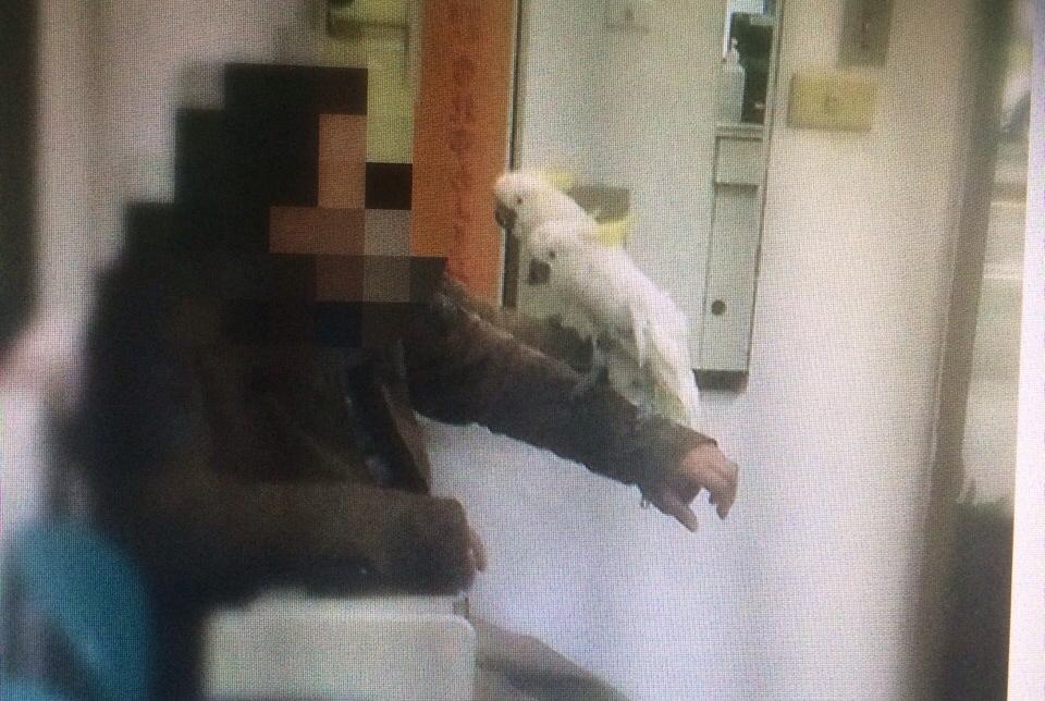 員警一度以為林嫌將「小乖乖」待到萬華知名鳥街銷贓，還派員到鳥街對眾鸚鵡喊「小乖乖」的名字試圖尋鳥。