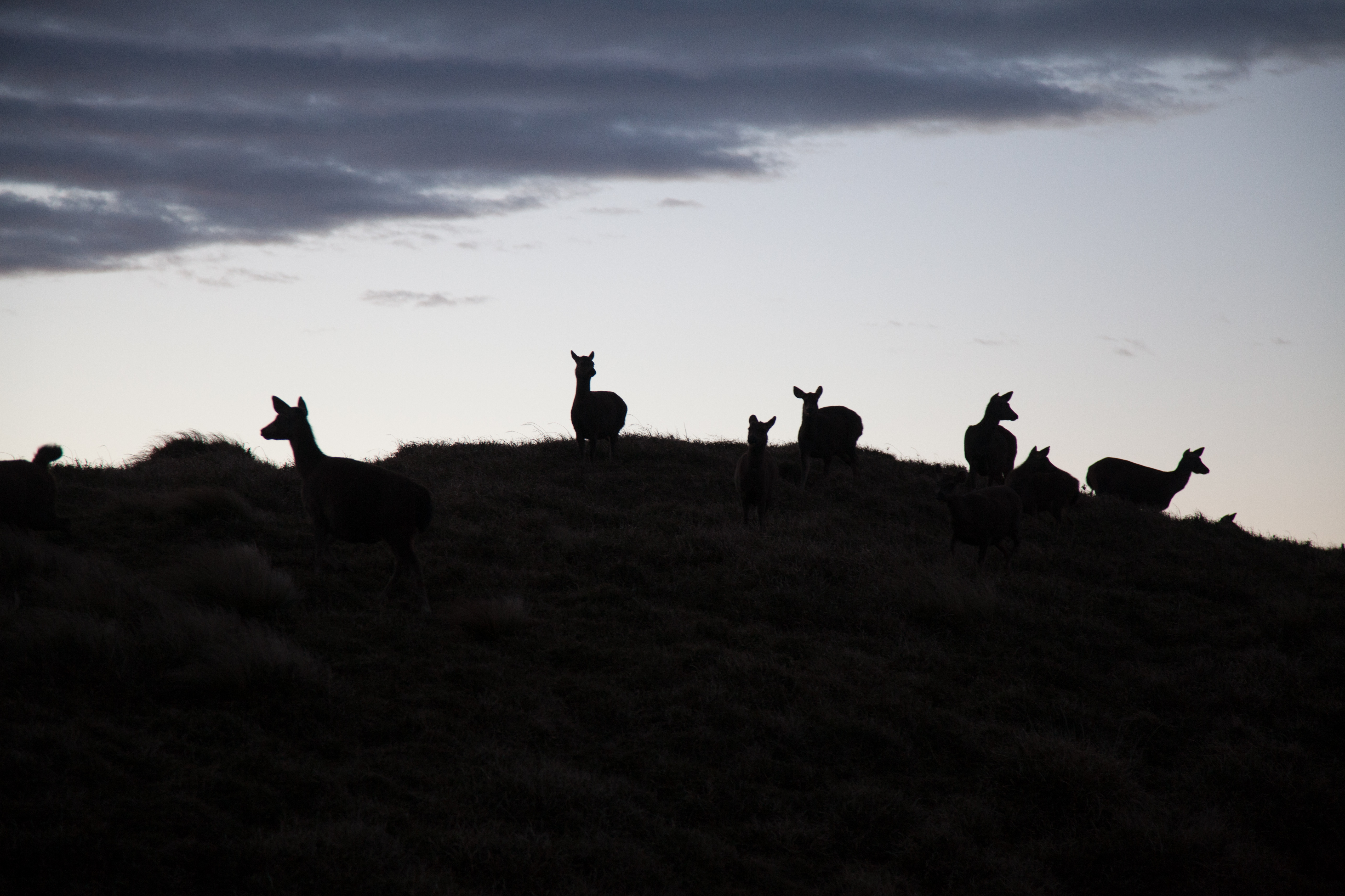 清晨時水鹿聚集的可愛場景。