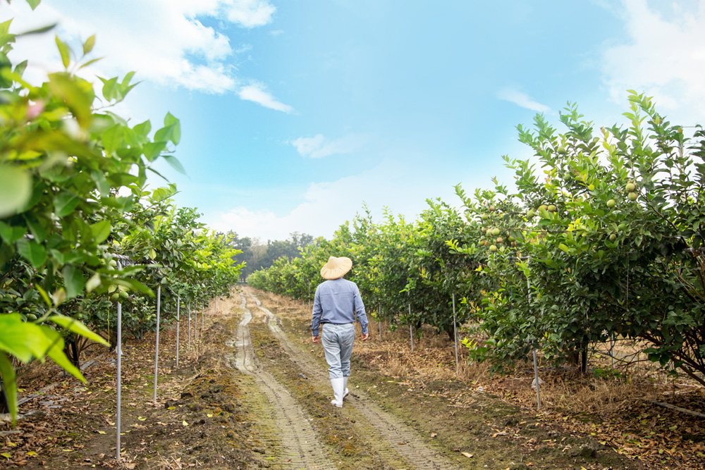 「從農場到餐桌」全程管控,建立起一個全新飲品的產業價值鏈,成功讓台灣檸檬跨越國際。