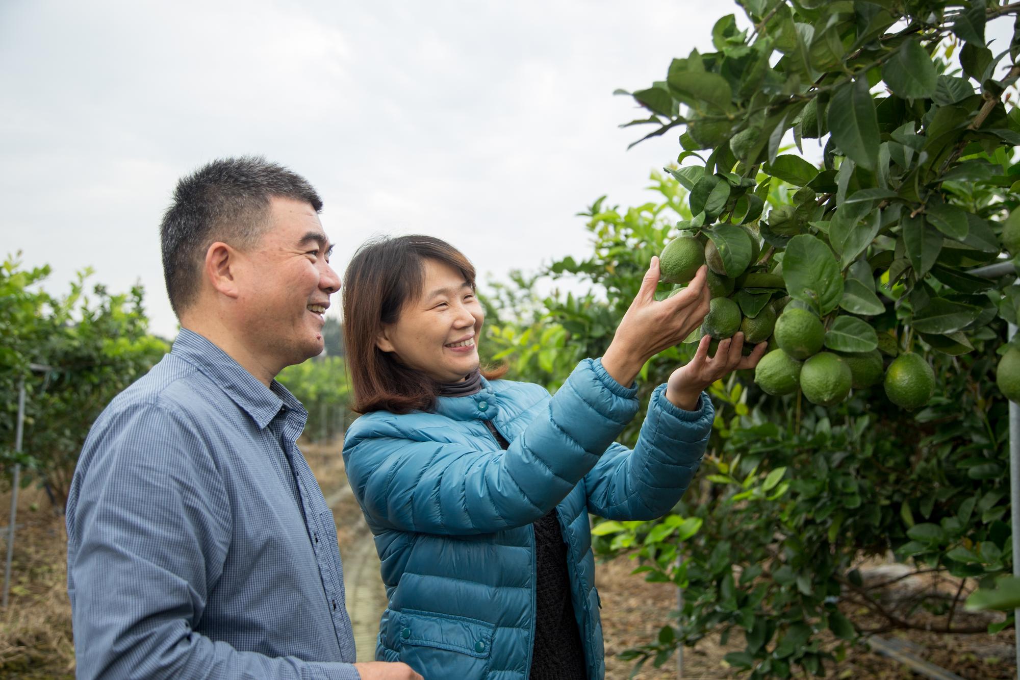 金色大地與農民契作管理，檸檬汁出口需經土壤、水、檸檬植株、搾汁、出口五道檢驗手續。(圖片提供/永大食品)
