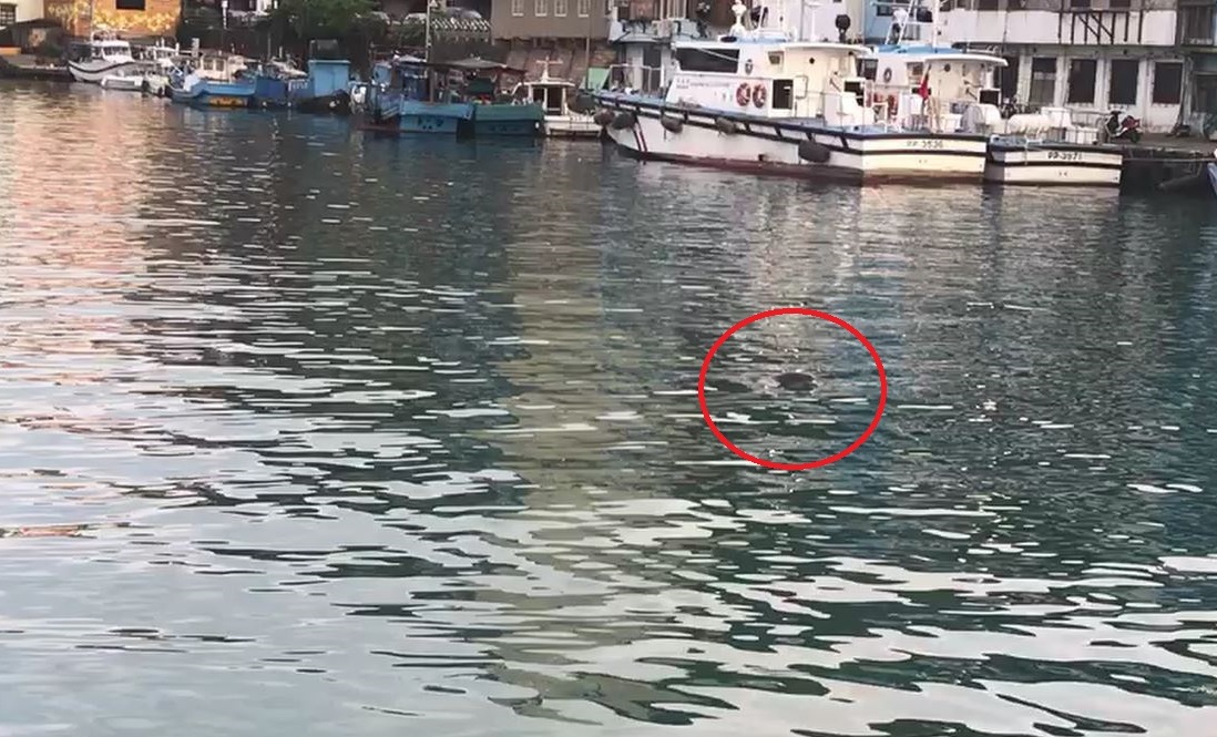 民眾報案表示發現海豚誤闖正濱港。