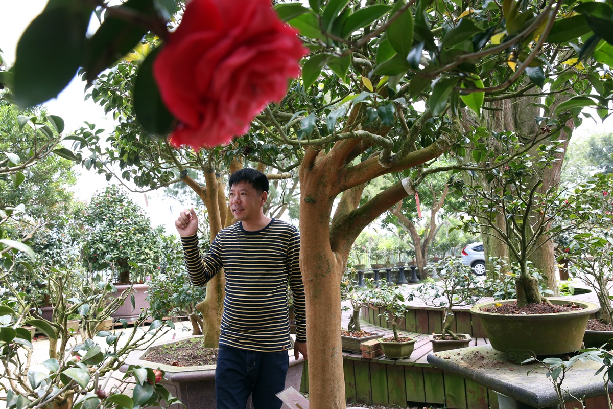 鄧安鎮認為，投資股票就跟照顧茶花一樣，都要耐心等待，小心呵護，才能綻放出美麗花朵。