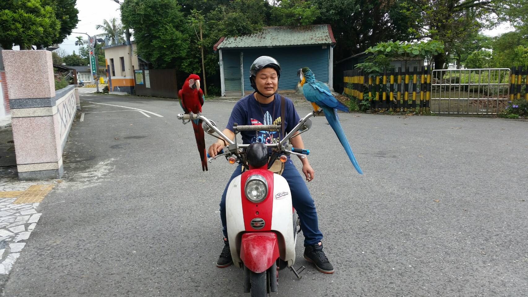 飼主表示,放飛遭老鷹「空襲」的鸚鵡智商如6歲童,相當聰穎。