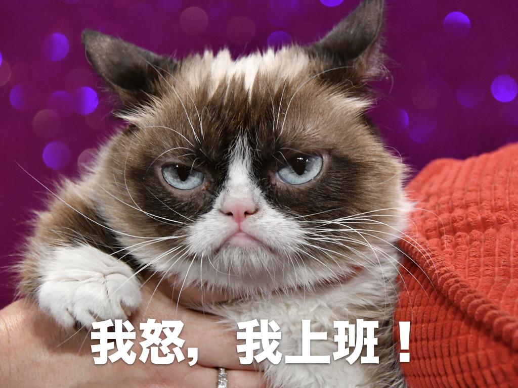 2016年7月23日，因為滿臉不爽的神情而成為網路明星的「臭臉貓」（Grumpy Cat），到英國倫敦杜莎夫人蠟像館迎接自己的電子蠟像入駐館內。（東方IC）