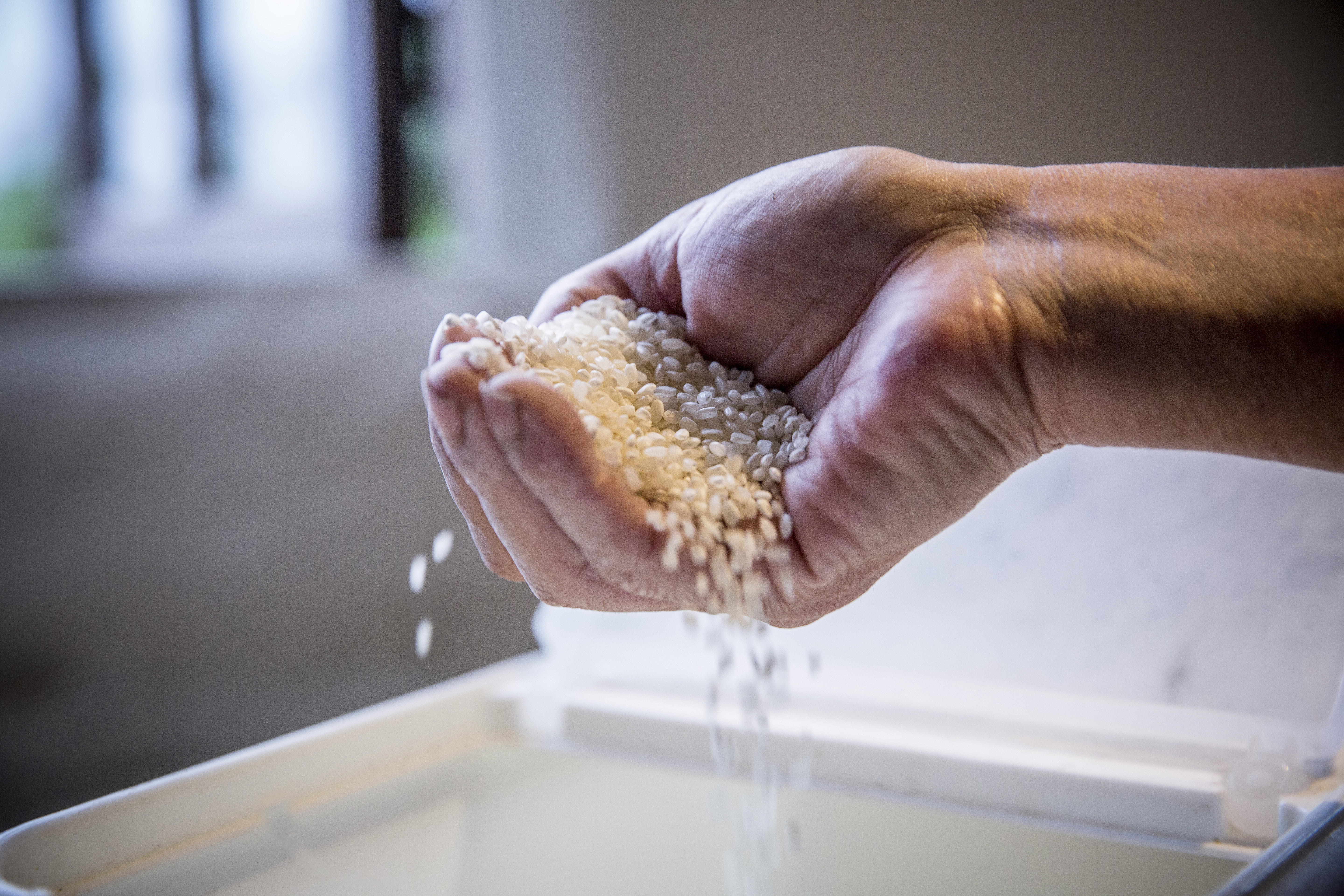 舒米親手種下，不灑農藥也能種出的「海稻米」，是伴隨太平洋的海風產下的。
