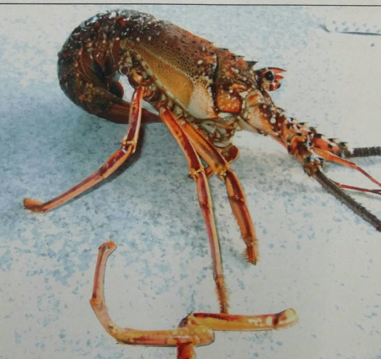 遭張男釣起的龍蝦因為他的「不專業自製魚鉤」腳還因此斷了一截。